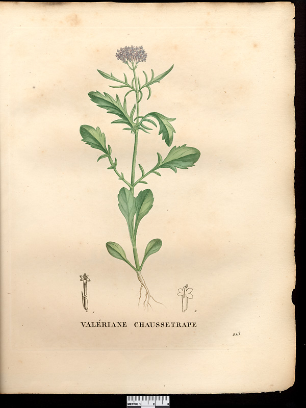 Valeriana calcitrapa, centranthus calcitrapae