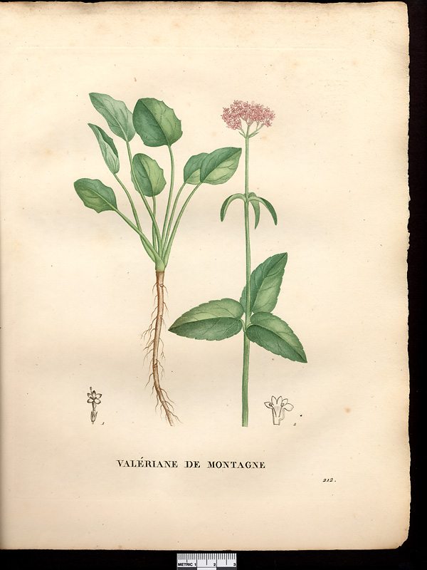 Valeriana montana