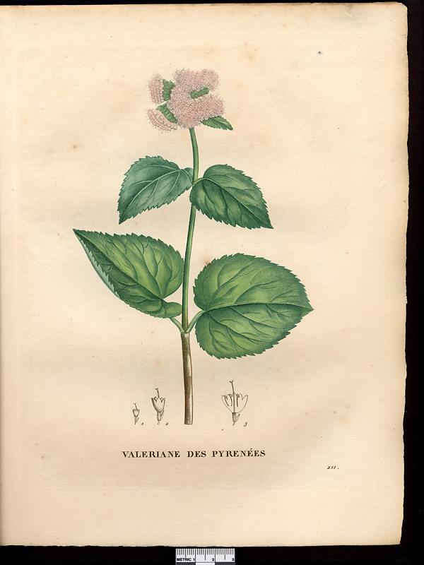 Valeriana pyrenaica