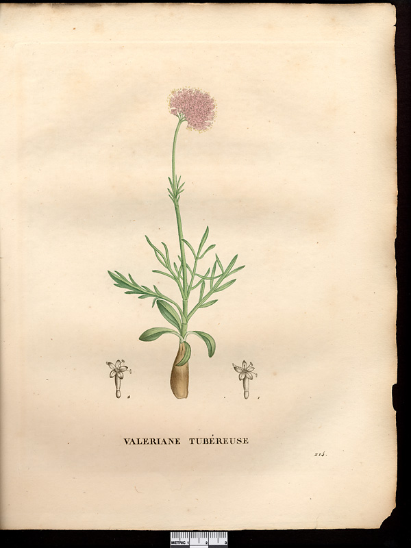 Valeriana tuberosa