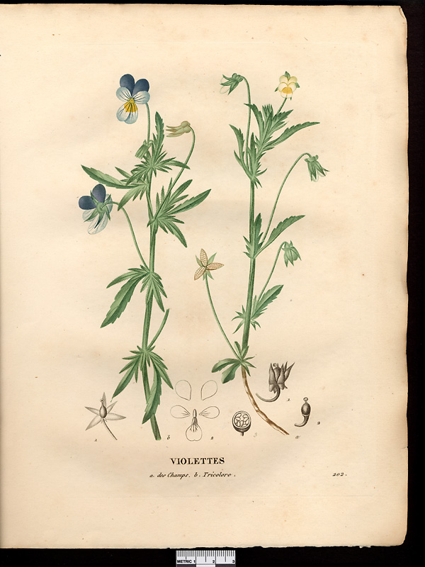 Violette des champs (Viola arvensis), pensée des champs (Viola arvensis)
