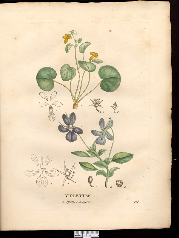 Violette biflore (Viola biflora), pensée à deux fleurs (Viola biflora)