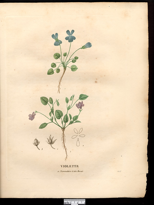 Violette nummulaire (Viola nummularifolia)