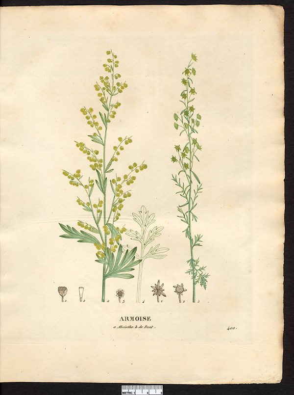 Artemisia absinthum, artemisia absinthium