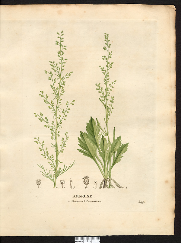 Artemisia leucanthemifolia