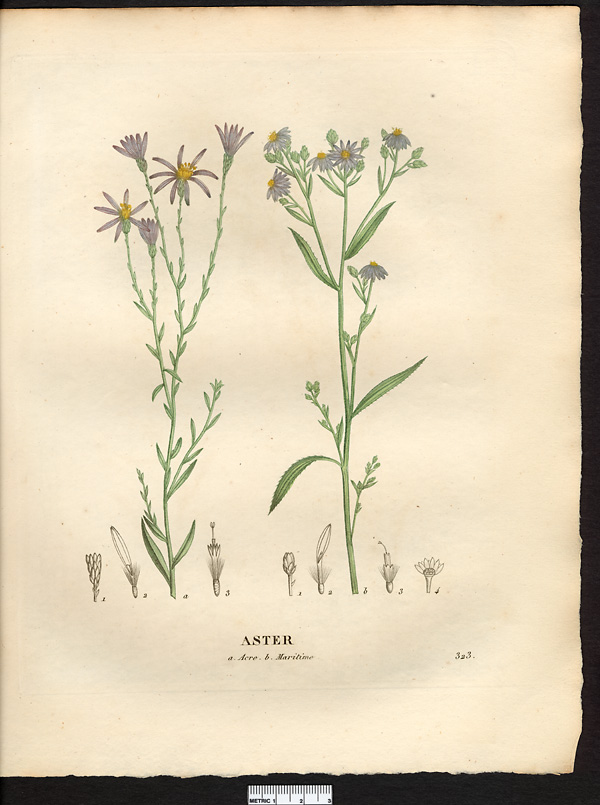 Aster âcre (Aster acris), aster à feuilles d'orpin, aster à feuilles de sédum (Aster sedifolius)