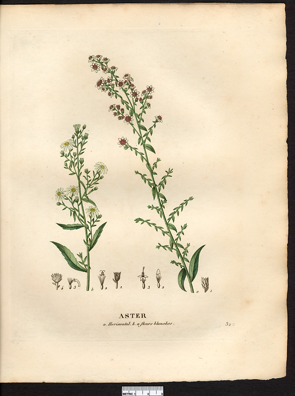 Aster à fleurs blanches (Aster leucanthemus), aster lancéolé, aster à feuilles lancéolées (Aster lanceolatus)