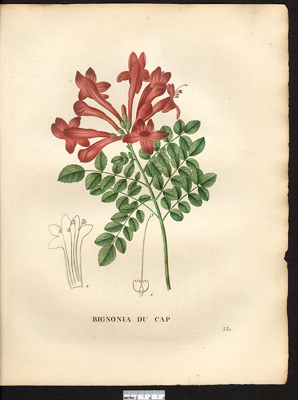 Bignonia capensis, tecomaria capensis