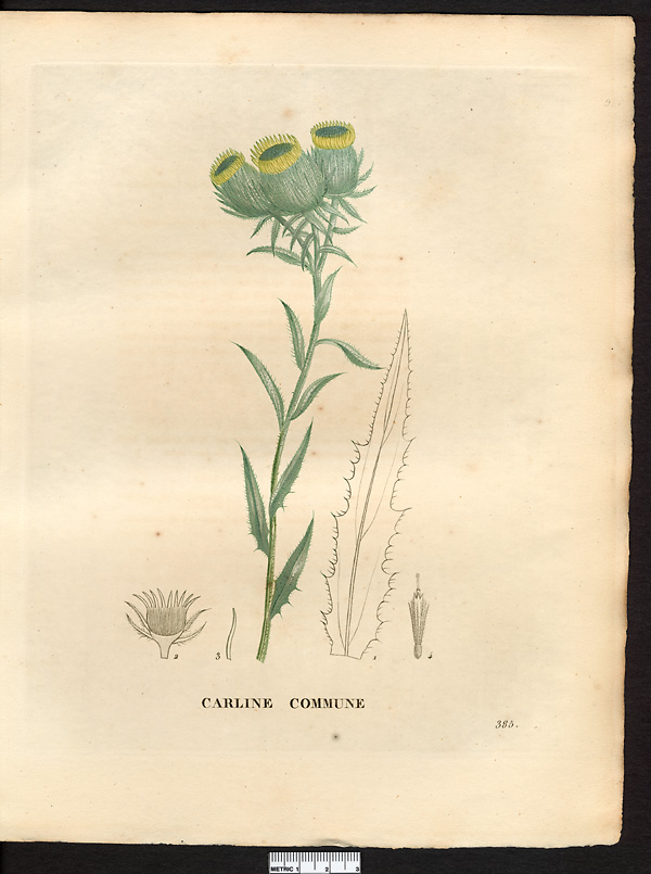 Carlina vulgaris, carlina taurica