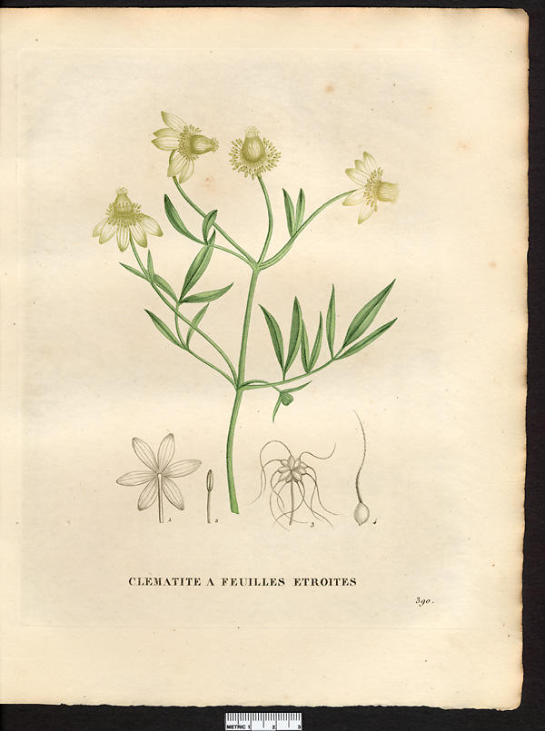 Clematis angustifolia, clematis hexapetala