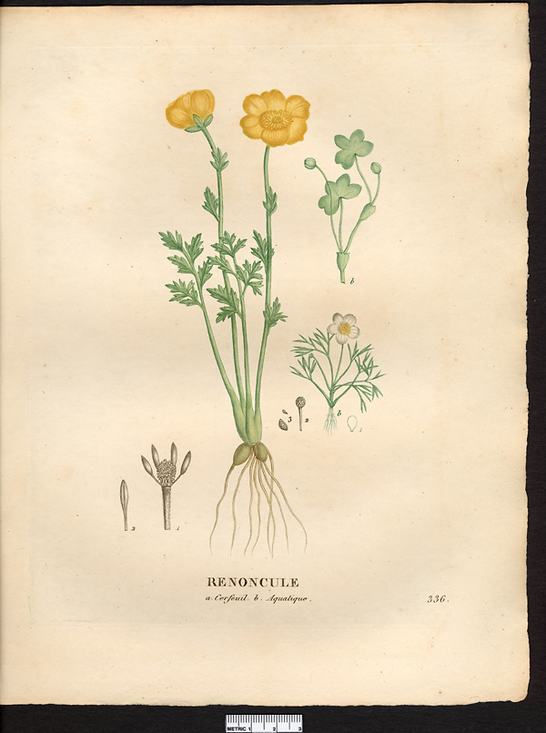 Renoncule cerfeuil (Ranunculus chaerophillos), renoncule à feuilles de cerfeuil, renoncule des marais (Ranunculus paludosus)