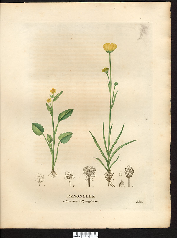 Renoncule ophioglosse (Ranunculus ophioglossifolius), renoncule à feuilles d'ophioglosse (Ranunculus ophioglossifolius)