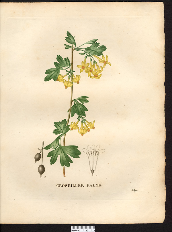 Ribes palmatum (flavum)
