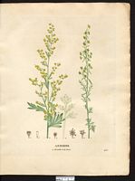 Artemisia absinthum. artemisia absinthium. Cliquer pour agrandir l'image.