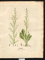 Artemisia campestris. Cliquer pour agrandir l'image.