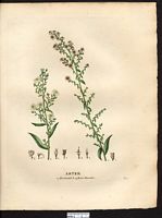 Aster à fleurs blanches (Aster leucanthemus), aster lancéolé, aster à feuilles lancéolées (Aster lanceolatus). Cliquer pour agrandir l'image.