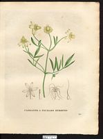 Clematis angustifolia. Clematis hexapetala. Cliquer pour agrandir l'image.