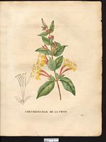 Lonicera flexuosa. Lonicera japonica. Cliquer pour agrandir l'image.