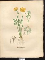 Renoncule cerfeuil (Ranunculus chaerophillos), renoncule à feuilles de cerfeuil, renoncule des marais (Ranunculus paludosus). Cliquer pour agrandir l'image.