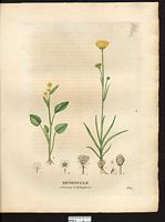 Renoncule ophioglosse (Ranunculus ophioglossifolius), renoncule à feuilles d'ophioglosse (Ranunculus ophioglossifolius). Cliquer pour agrandir l'image.