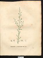 Thesium linophyllum. Cliquer pour agrandir l'image.