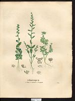 Véronique triphylle (Veronica triphyllos), véronique à feuilles trilobées (Veronica triphyllos). Cliquer pour agrandir l'image.