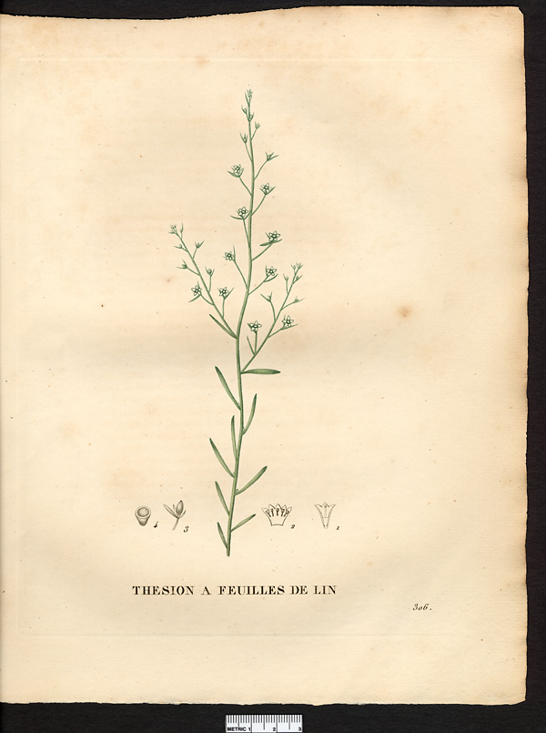 Thesium linophyllum