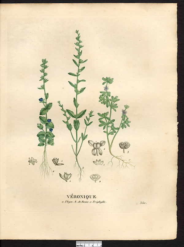 Véronique triphylle (Veronica triphyllos), véronique à feuilles trilobées (Veronica triphyllos)