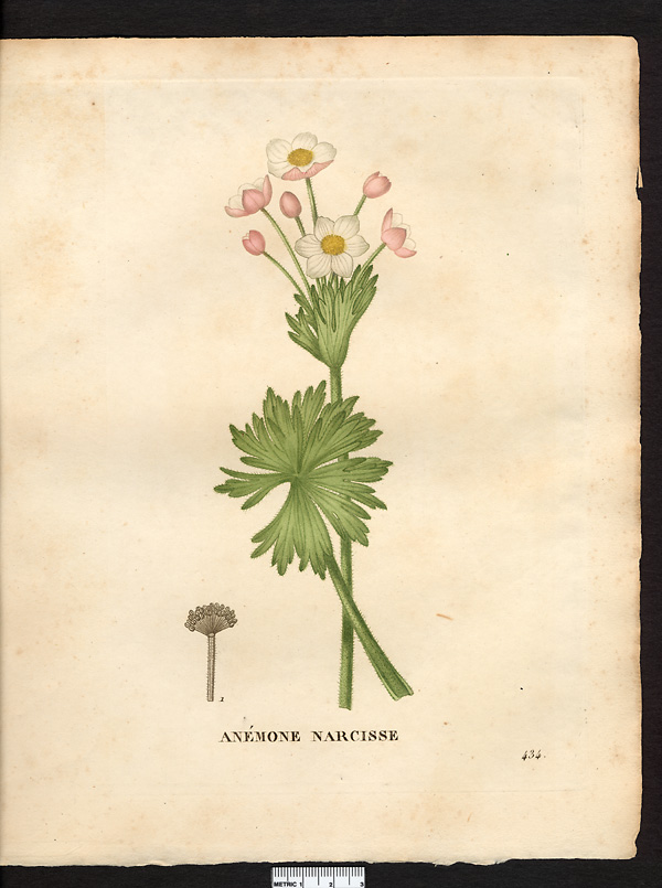 Anemone narcissiflora, anemone protracta