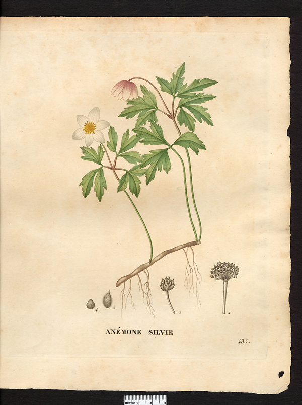 Anemone nemorosa, anemonoides nemorosa