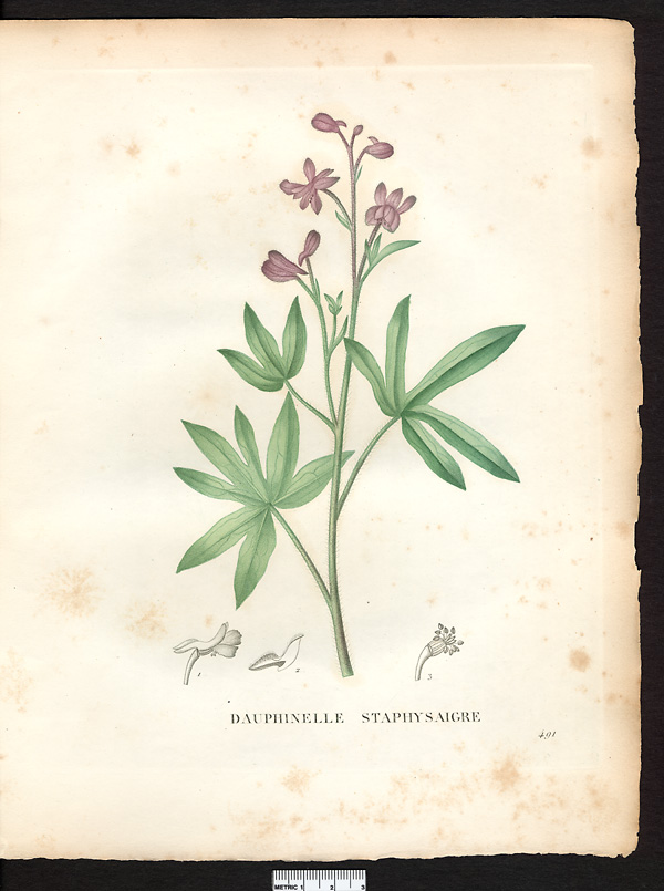 Delphinium staphysagria, delphinium staphisagria
