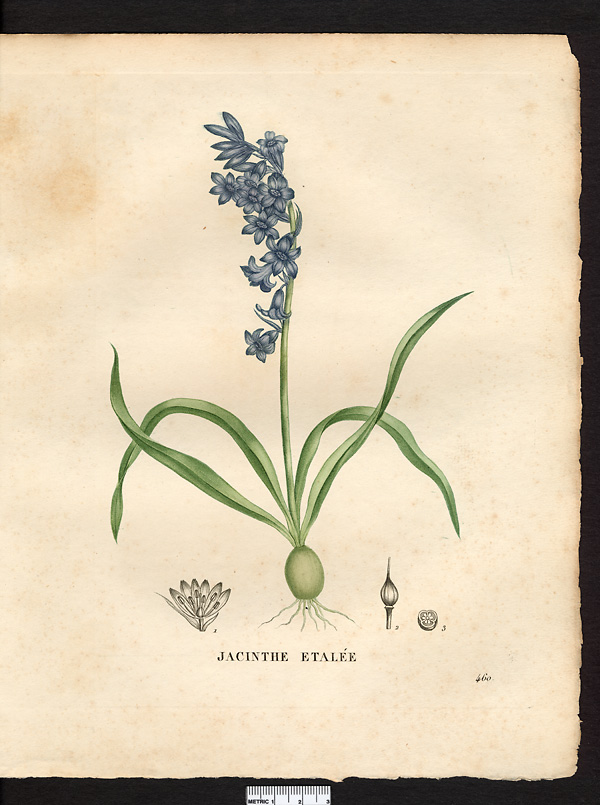 Hyacinthus patulus