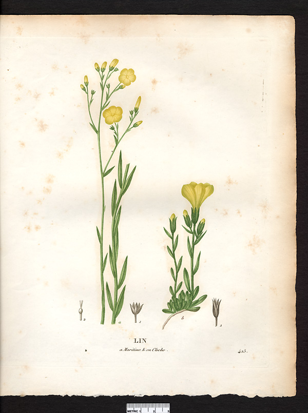 Lin en cloche (Linum campanulatum), lin campanulé (Linum campanulatum)