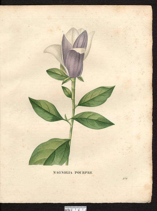 Magnolia purpurea, magnolia liliflora