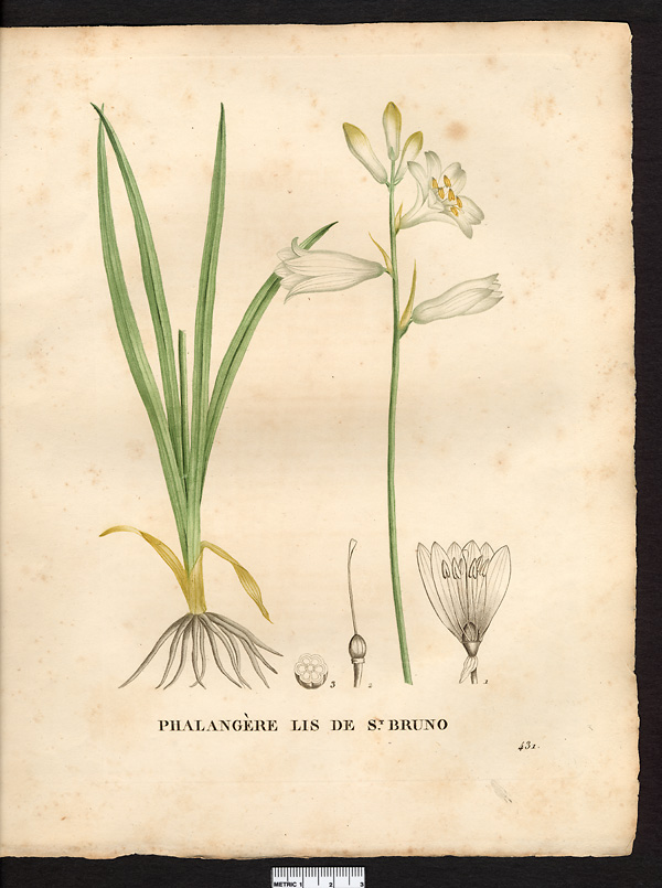 Phalangium liliastrum (anthericum)