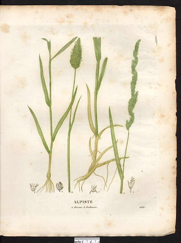 Alpiste roseau (Phalaris arundinacea), baldingère faux-roseau (Phalaris arundinacea)