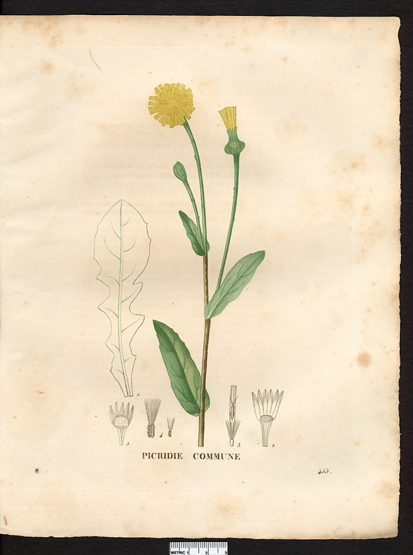 Picridium vulgare