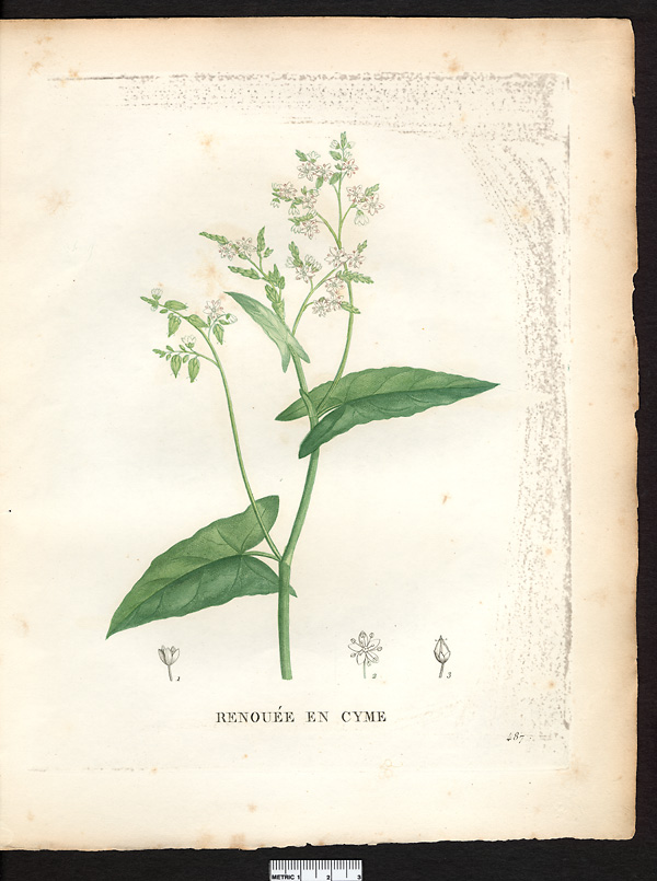 Polygonum cymosum, fagopyrum dibotrys