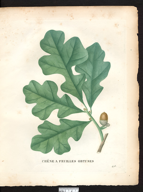 Quercus obtusiloba