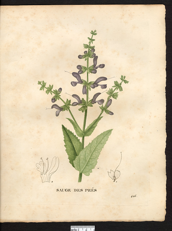 Salvia patensis