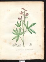 Delphinium staphysagria. Delphinium staphisagria. Cliquer pour agrandir l'image.