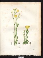 Lin en cloche (Linum campanulatum), lin campanulé (Linum campanulatum). Cliquer pour agrandir l'image.