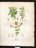 Mimulus à petites fleurs (Mimulus propinquus), (Mimulus glabratus). Cliquer pour agrandir l'image.
