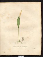 Ophioglossum vulgatum. Ophioglossum reticulatum. Cliquer pour agrandir l'image.
