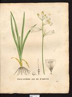 Phalangium liliastrum (Anthericum). Cliquer pour agrandir l'image.