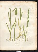 Alpiste bulbeuse (Phalaris bulbosa), (Phleum subulatum). Cliquer pour agrandir l'image.