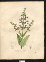 Salvia patensis. Cliquer pour agrandir l'image.