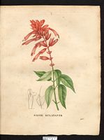 Salvia splendens. Cliquer pour agrandir l'image.