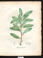 Sideroxylon lycioides. Bumelia lycioides. Cliquer pour agrandir l'image.