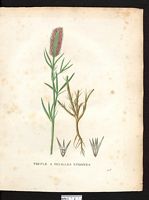 Trifolium sp. Cliquer pour agrandir l'image.